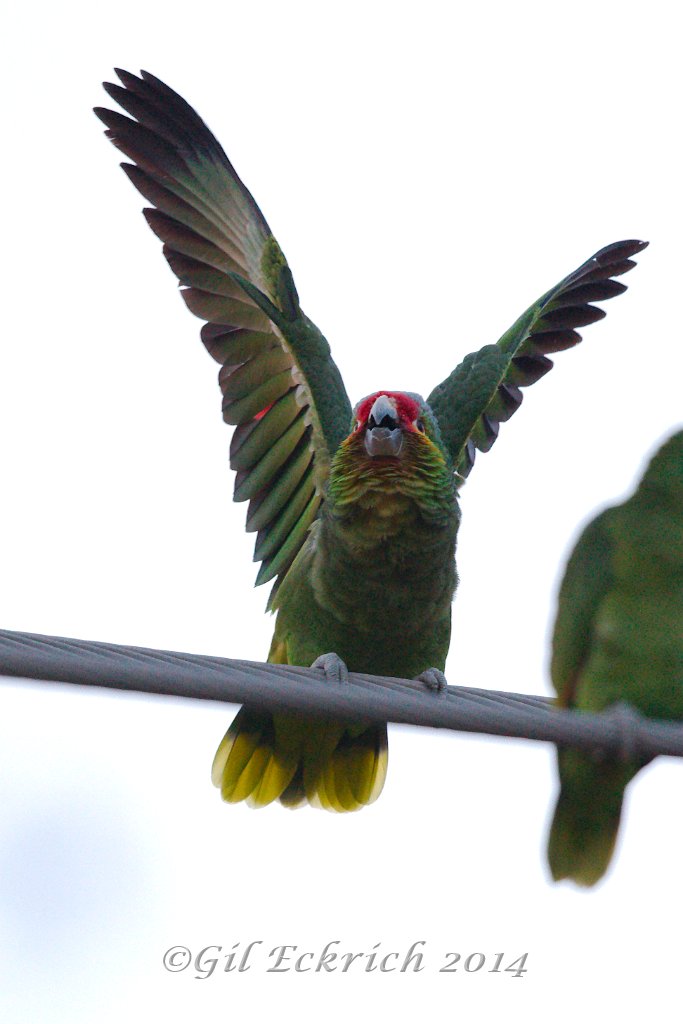 Red-lored Parrot 2014-01-25_17.jpg